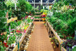 © Сергей Шиманович - flower shop. greenhouse with potted indoor flowers and lots of greenery. natural background