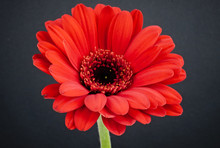 Close-up Of A Bright Red Gerbera Daisy Flower Isolated On A Black Background