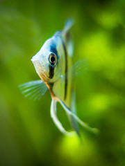 Sticker - portrait of a zebra Angelfish in tank fish with blurred background (Pterophyllum scalare)