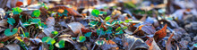 Panoramic View Of Sprouts In The Leaves. Early Spring Image