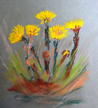 Color Pastel Drawing Yellow Spring Coltsfoot Flowers On Gray