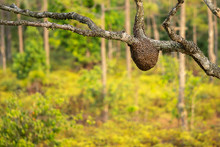 Wild Bee Hive On The Tree And Blurry Forest Background