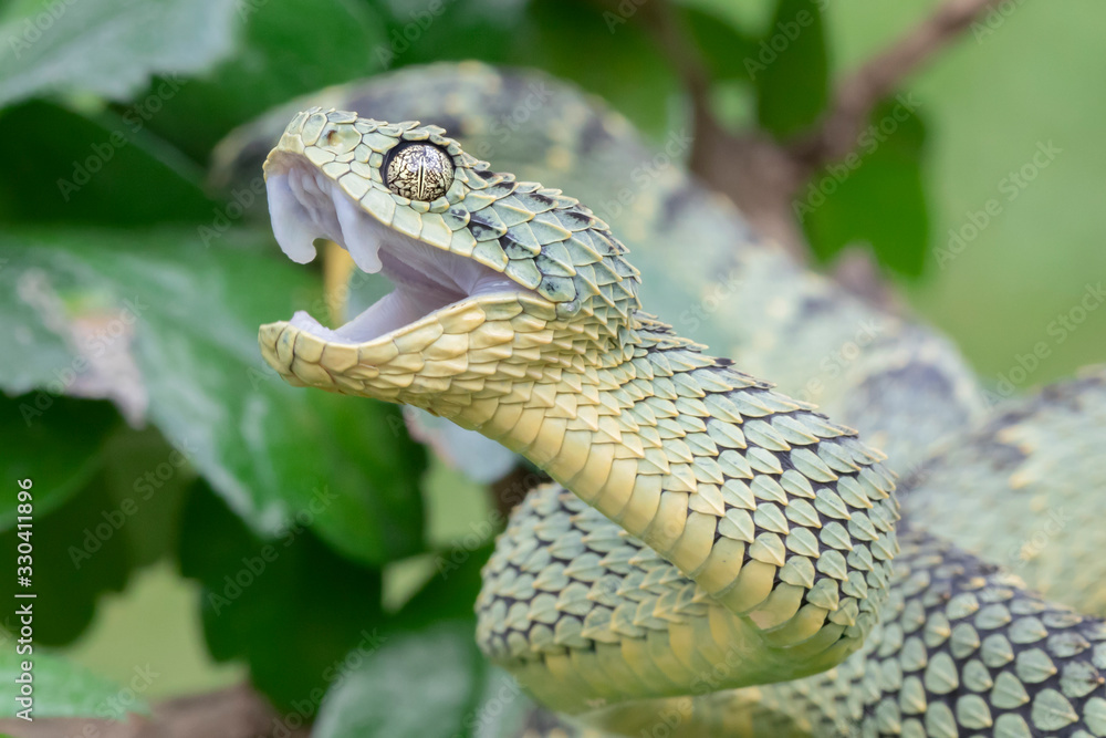 Variable Viper Colorful Variable Bush Viper Snake (Atheris squamigera) Green Variation ...