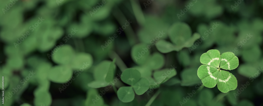 Good luck four leaf clover standing out from a field of clovers. Unique, rare, or special individual concept. - obrazy, fototapety, plakaty 