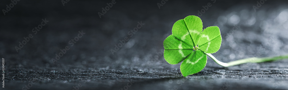 Bright green good luck four leaf clover. - obrazy, fototapety, plakaty 