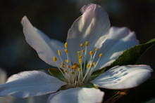 Extreme Close Up Of Plum Spring Blossom On Tree Branch