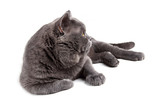 Fototapeta Koty - Lying British cat