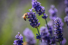 Honey Bee Gathering Pollen In A Field Of Lavender