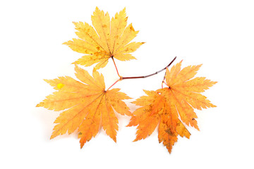 autumn maple branch