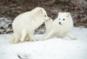 Sticker - Arctic Fox in winter snow