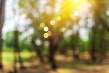 Blur Nature Bokeh Green Park By Beach And Tropical Coconut Trees