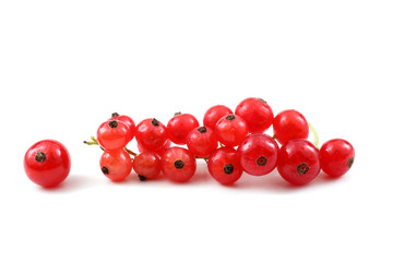 Poster - Red currant