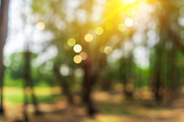 Wall Mural - Blur nature bokeh green park by beach and tropical coconut trees