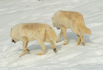 Sticker - Arctic Wolves in winer snow