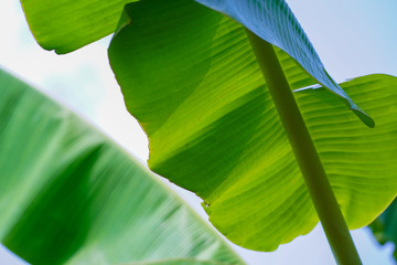 green leaf on blue sky