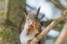 A Grey Squirrel Sits On A Spruce Branch In A Coniferous Forest In Winter