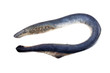 Lamprey fish. Vampire. It stick to another fishes and drink its blood and eat meat. This fish is delicacy.