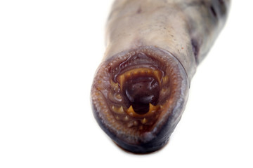 Canvas Print - Lamprey fish mouth. Vampire. It stick to another fishes and drink its blood and eat meat. This fish is delicacy.