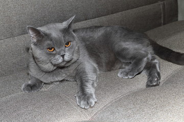 Canvas Print - Funny British cat is lying on sofa