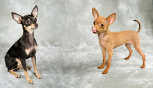 Russian Toy Terrier, Two Adorable Little Puppies Standing Together