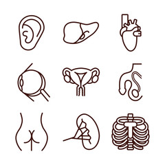 Wall Mural - bundle of body parts and organs icons