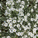 Fototapeta Big Ben - White flowers with a silver stem and leaves (cerastium) in the garden, close-up,