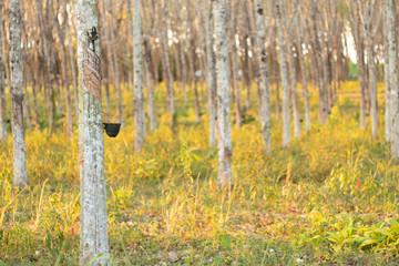 The evening rubber plantations with the golden light of the sun shining on the grass.