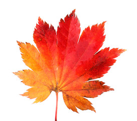 multicolor autumn maple leaf