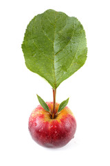 Sticker - Little apple with leaf