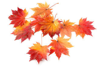 autumn maple leaves