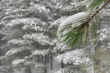 Wall Mural - Snowy Sprig Of Pine