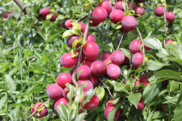 Canvas Print - Red plums on tree