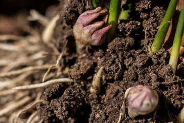 Transplant of seasonal plants. Healthy plant roots with new shoots