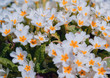 Primula, or primrose Bloom in early spring. Primrose Primula Vulgaris. White Country Garden Primula Flowers