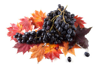 Wall Mural - Black grape on autumn maple leaves