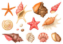 Set Of Seashells. Tropical Underwater Mollusk Shells.