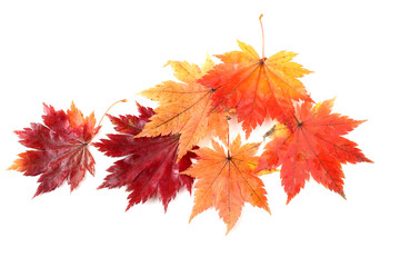 autumn maple leaves