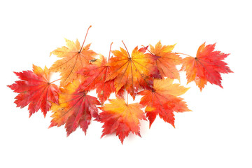 autumn maple leaves