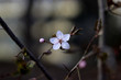 Beautiful spring blooming tree flower