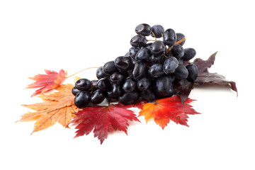 Wall Mural - Black grape on autumn maple leaves