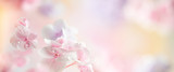 Spring or summer floral composition made of fresh hydrangea flowers on light pastel background. Festive flowers concept with copy space. Soft focus, macro photography.