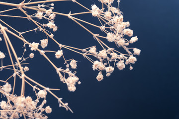 view of dried gypsophila bouquet on blue background