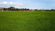 green rice fields and blue sky in vietnam