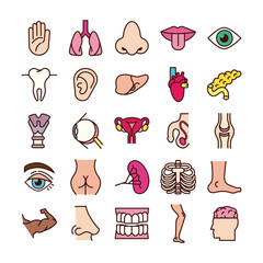 Wall Mural - bundle of body parts and organs icons