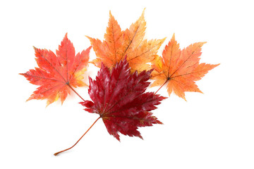 autumn maple leaves