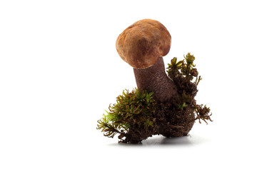 Canvas Print - Growing brown boletus mushroom