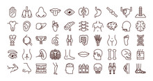 Bundle Of Body Parts And Organs Icons