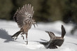 Battle on snow, the Eurasian nutcracker (Nucifraga caryocatactes)