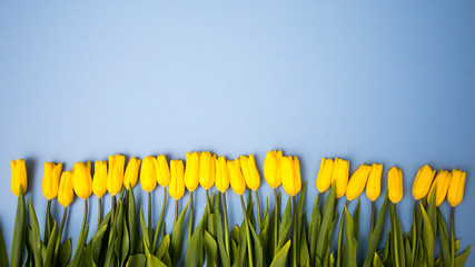 Bouquet of yellow tulip on blue background. Copy space. Designer card.