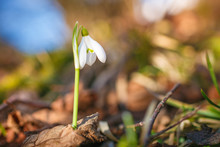 Snowdrops In The Forest With Beautiful Soft Light Marking The Coming Of Spring